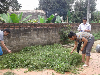 Giảo cổ lam - Dược Liệu Đức Phú - Công Ty Cổ Phần Nông Lâm Nghiệp Đức Phú